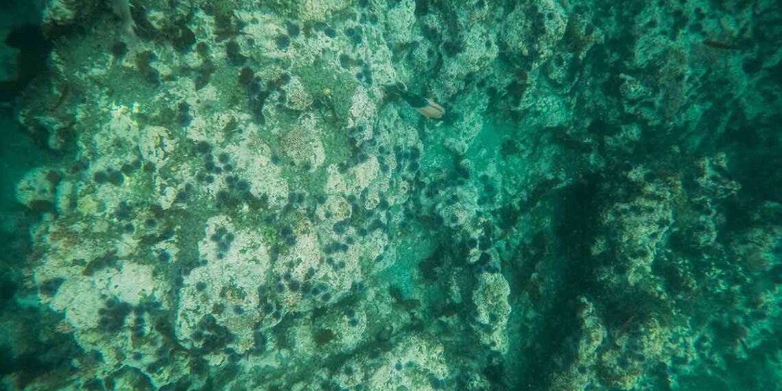 Análisis: Estados Unidos acelera la minería en aguas profundas: ¿avance estratégico o amenaza ambiental?