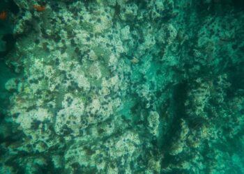 Análisis: Estados Unidos acelera la minería en aguas profundas: ¿avance estratégico o amenaza ambiental?